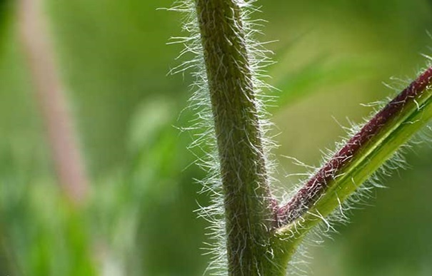 Foto - arhiv Zavoda Symbiosis
